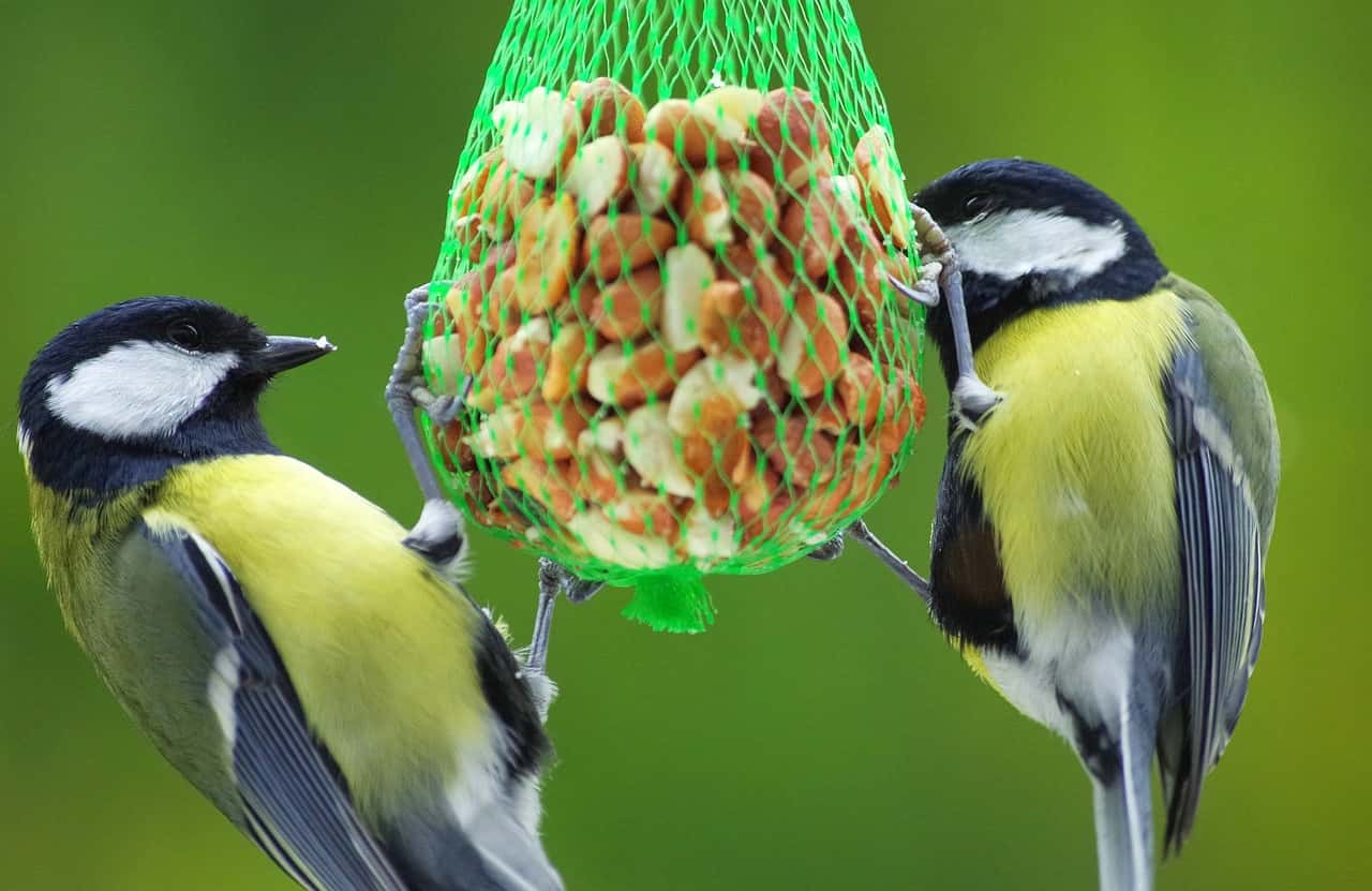 Bild des Inserats